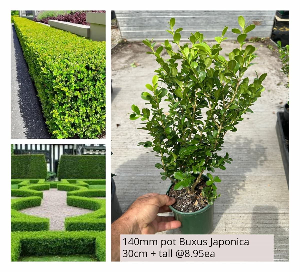 Buxus Japonica Japanese Boxhedge