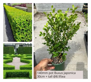 Buxus Japonica Japanese Boxhedge view 1