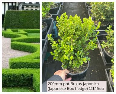 Buxus Japonica Japanese Boxhedge view 2