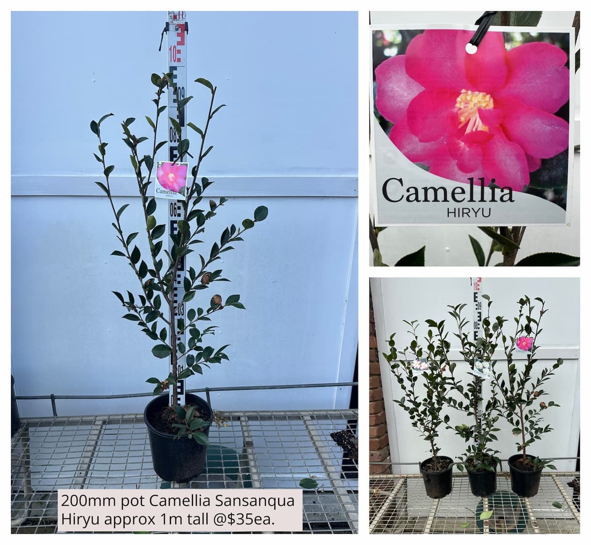 Camellia Sasanqua Hiryu