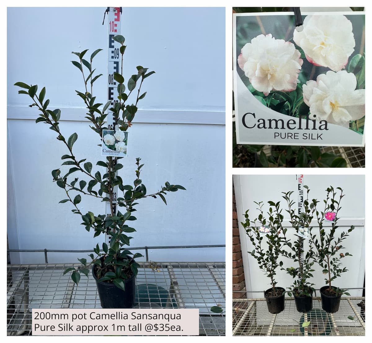 Camellia Sasanqua Pure Silk