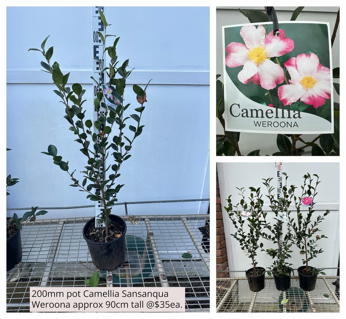 Camellia Sasanqua Weroona
