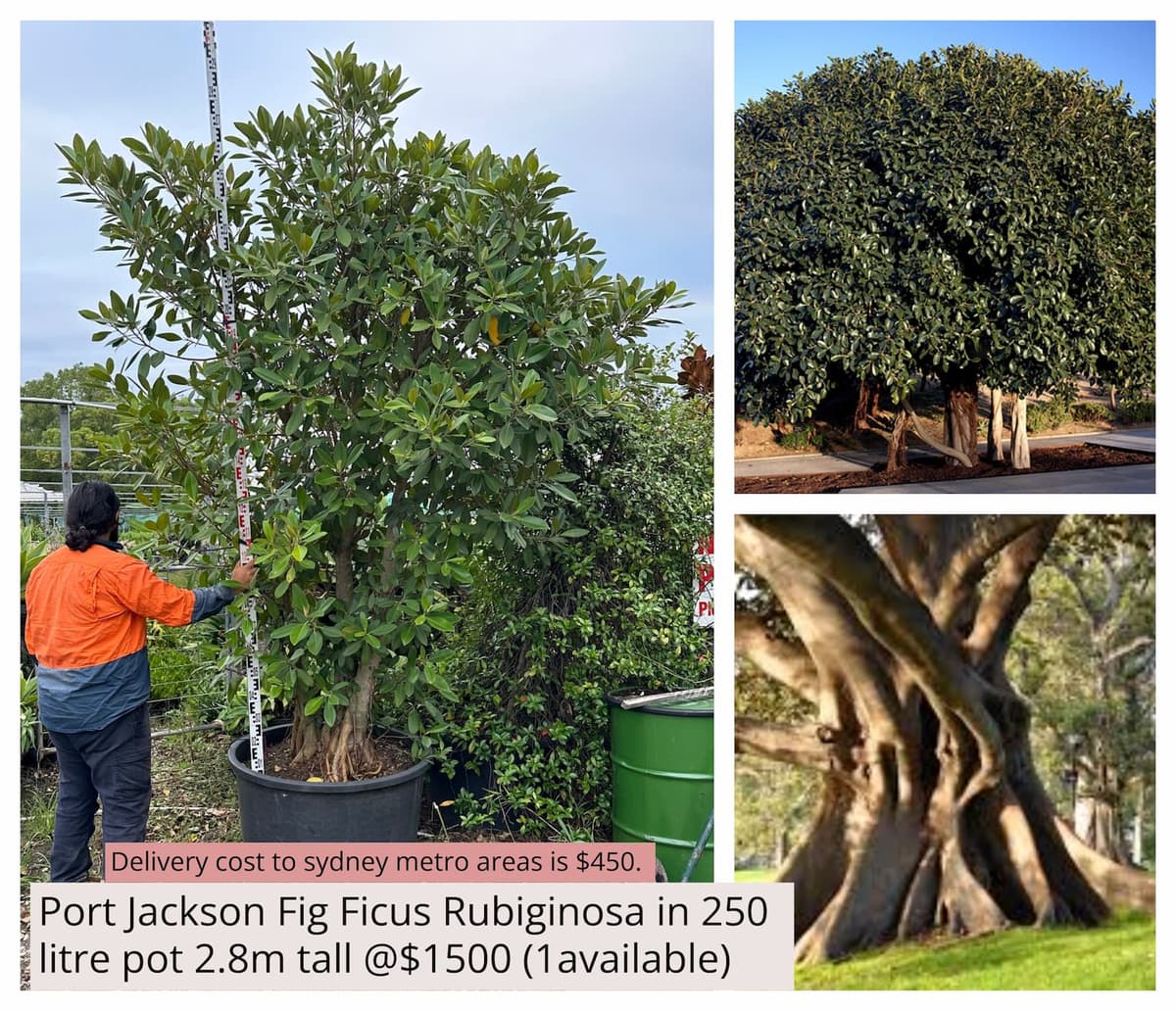 Port Jackson Fig
