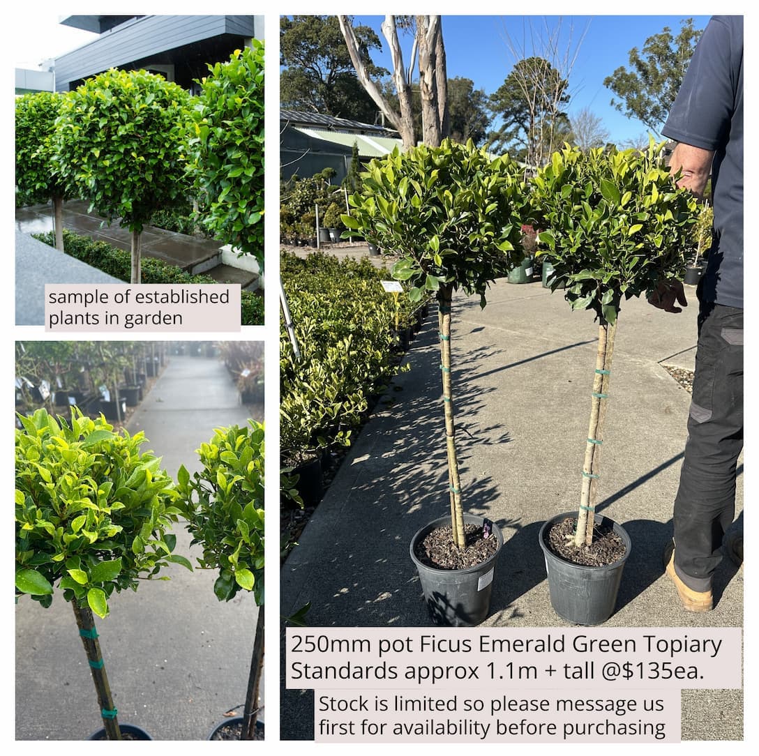 Ficus Emerald Green Topiary Standards