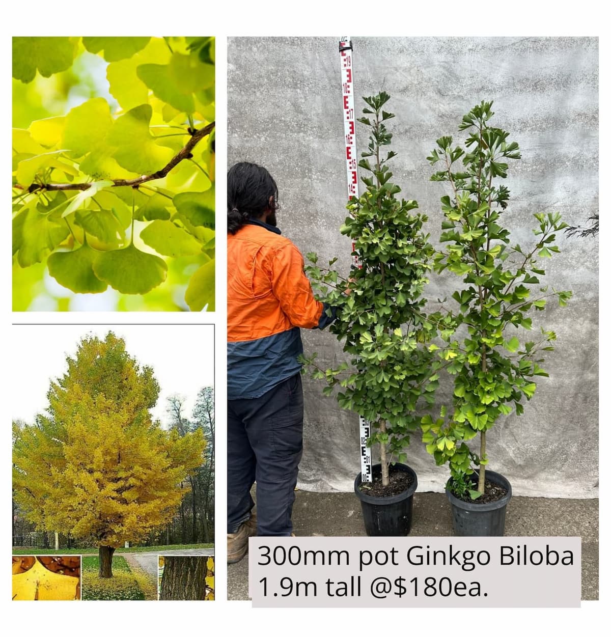 Ginkgo Biloba Maidenhair Tree