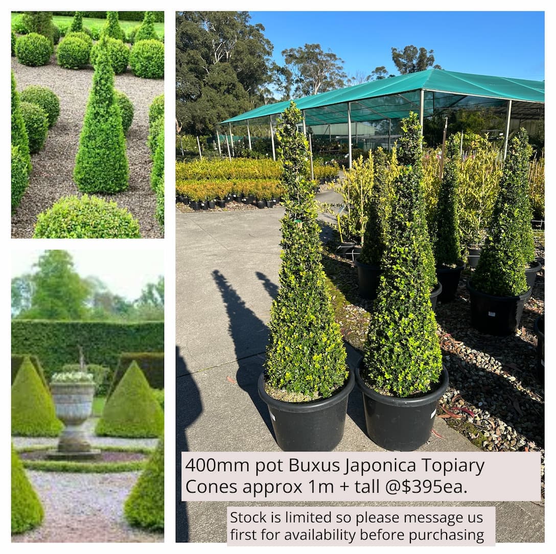 Buxus Japonica Japanese Box Topiary Cones