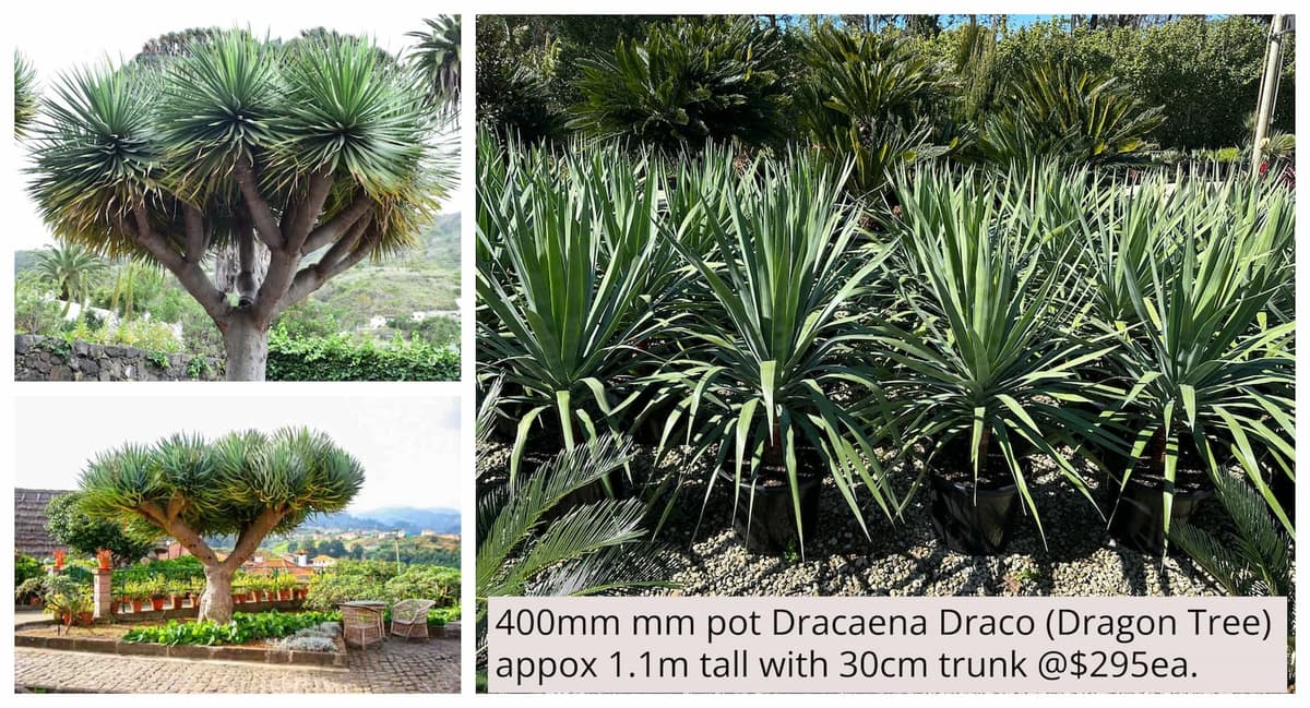 Dracaena Draco (Dragon Tree)