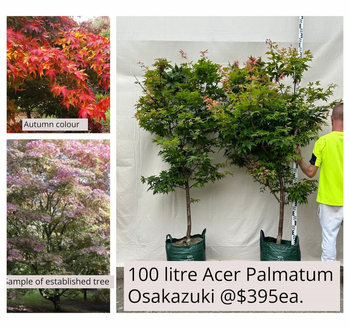 Japanese Maple Acer Palmatum Osakazuki