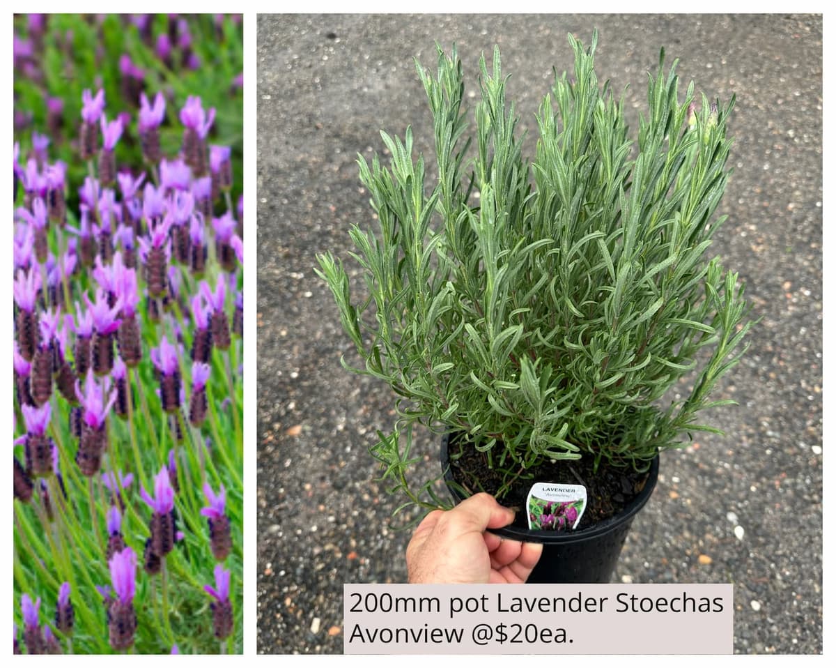 Lavender Stoechas Avonview