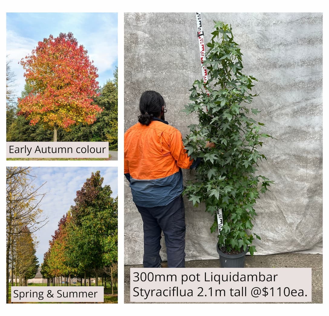 Liquidambar Styraciflua Sweetgum